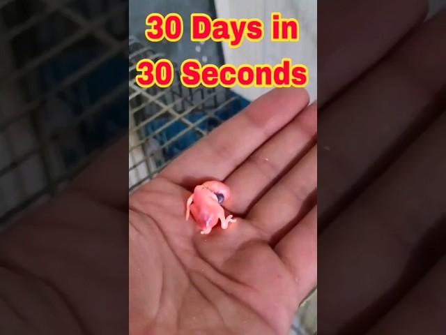 30 Days in 30 Seconds | baby bird 1 to 30 days growth stages