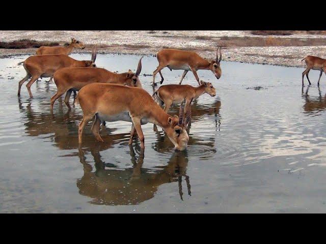 Kalmykia. The kingdom of the saiga. (English version)