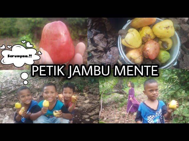 Waah serunyaa.!!! Lagi Petik Jambu Mente Alias Jambu Monyet Dikebun Mitere Desa Bahari.