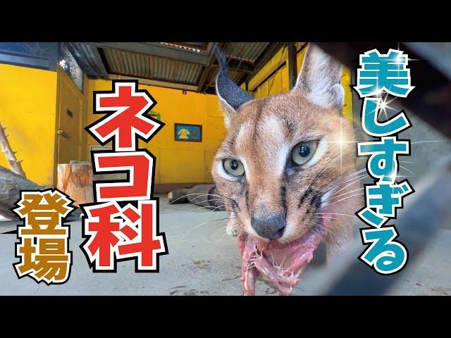 お美しい…吸い込まれそうな瞳を持つネコ科猛獣が仲間入り！