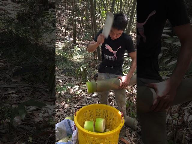 Two big and one small bamboo shoots #farming