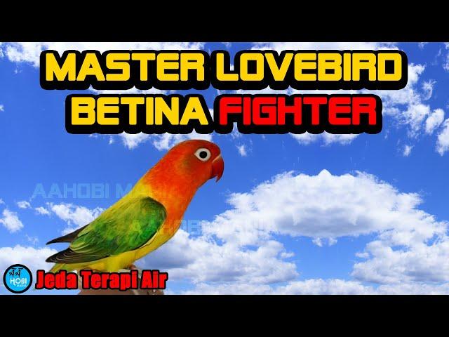 Master LOVEBIRD Jeda Terapi Air Ampuh