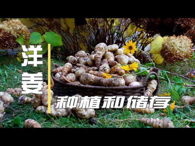 洋姜/菊芋/鬼子姜：种植和储存   How To Plant And Store Your Jerusalem Artichokes / Sunchokes