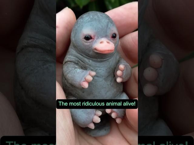 The Most Ridiculous Animal Alive!  / #shorts #animals #platypus #life #wonders #documentary