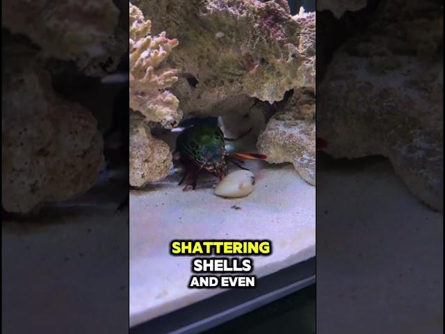 This Tiny Creature Punches Like a Bullet #animals #shorts #facts