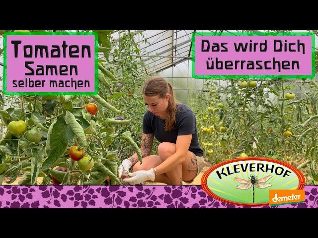 Tomatensamen selber machen: 7 Überraschungen. Auch für Experten!