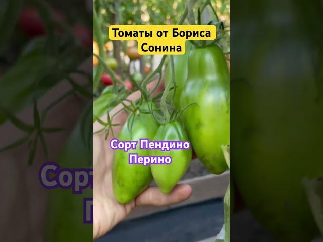 ЗАКАЗАТЬ СЕМЕНА: https://tomatboris.ru/?ysclid=ln76xla4la47180728