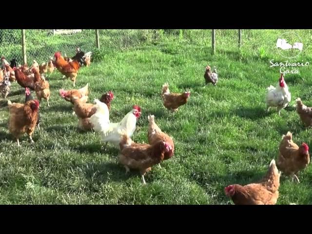 Gallinas, gallos y pavos rescatados viven felices en los nuevos terrenos