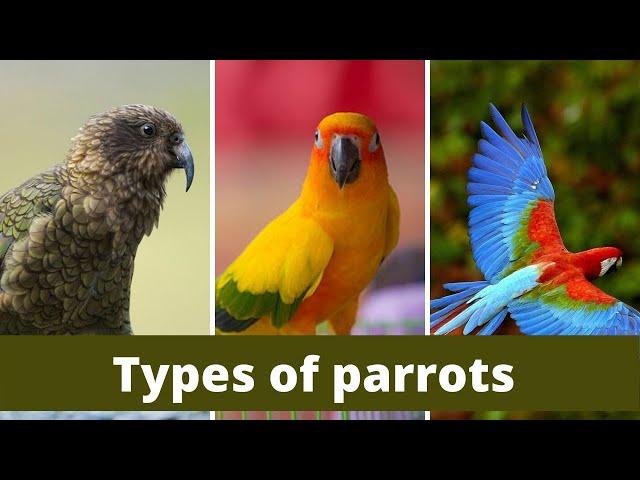 Types of parrots || Types of parrots in world || Types of parrots for pets