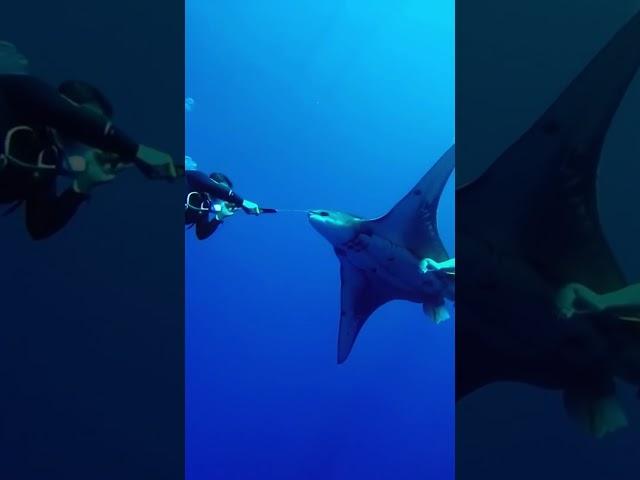 Brave Divers Save a Manta Ray's Life!