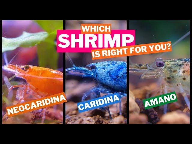 WHICH SHRIMP IS RIGHT FOR YOU? A Guide To Freshwater Shrimp