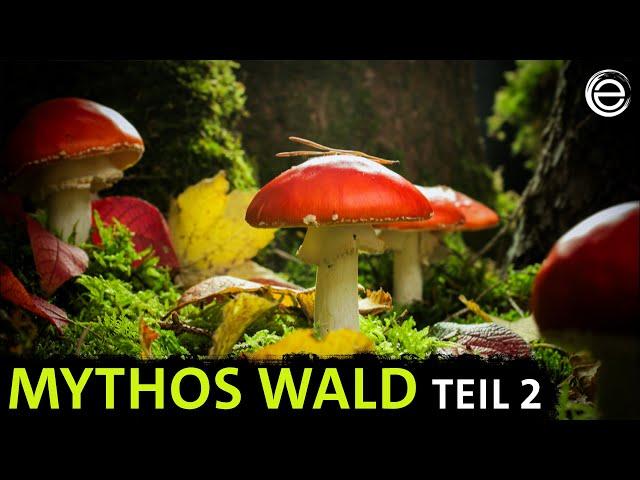 Mythos Wald ‒ Kampf ums Licht | Erlebnis Erde