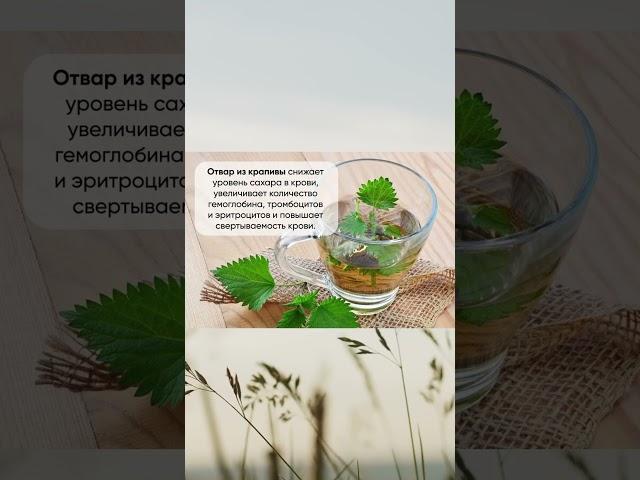 Отвар из крапивы полезен для здоровья #отвар #крапива #настойка  #рецепты #здоровье #полезныесоветы