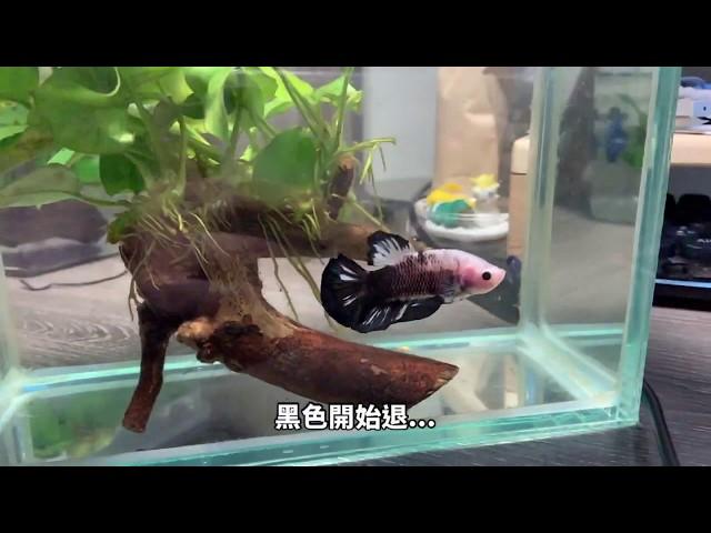 PK鬥魚洗色紀錄(Pk betta)