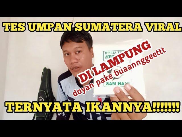 UMPAN PUTIH IKAN MAS‼️ VIRAL DI SUMATERA