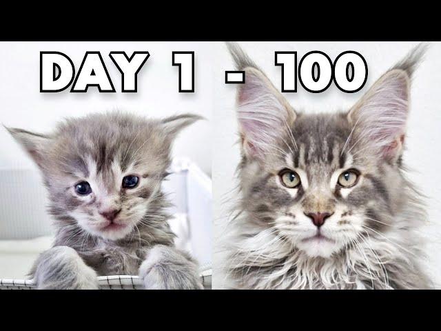 Maine Coon Kittens Growing Up | First 100 Days Of Their Lives!