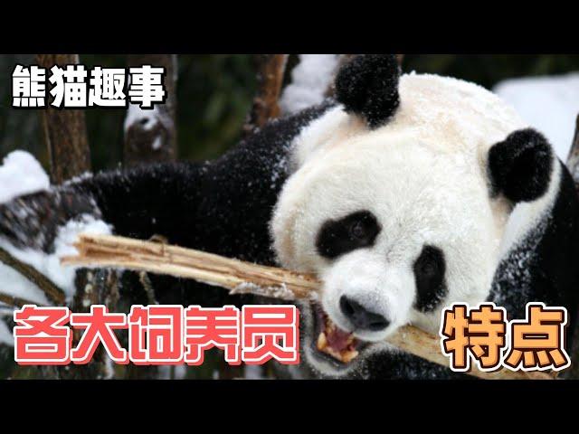 熊猫趣事，盘点各大动物园熊猫饲养员的特点#熊猫 #panda