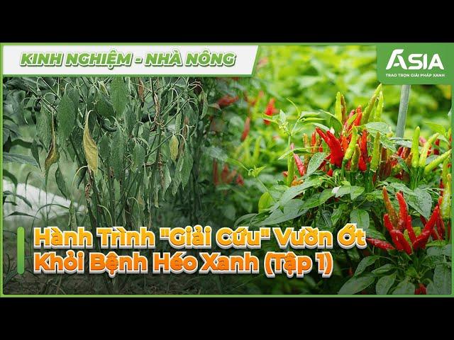 Phòng Trừ Héo Xanh Vườn Ớt  - Tập 1| Sinh Học Châu Á