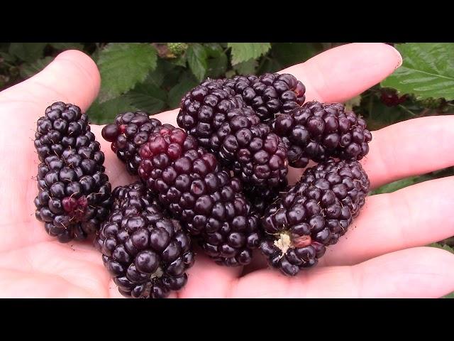 Ежевика созревает! Самый ранний сорт Карака Блэк !