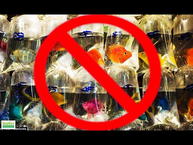 BAD AQUARIUM ADVICE: Top 5