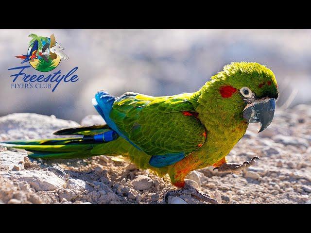 Getting a Red Fronted Macaw For Freeflight | Training a Baby Red Front Macaw