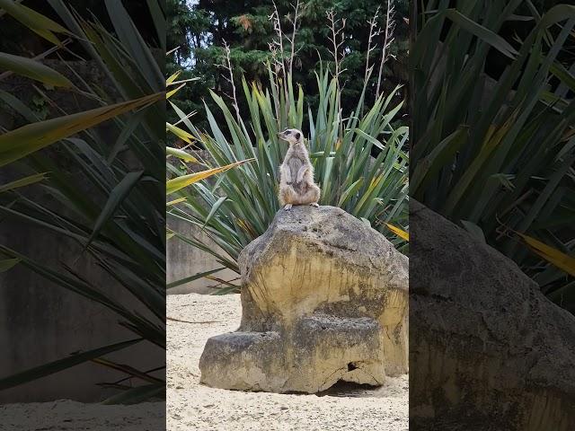 Real life #timon spotted living in #London  #zoo #travel #wildlife #nature #mufasa #movie #lionking