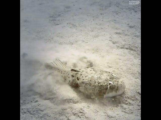 Stargazer (Uranoscopus dollfusi)