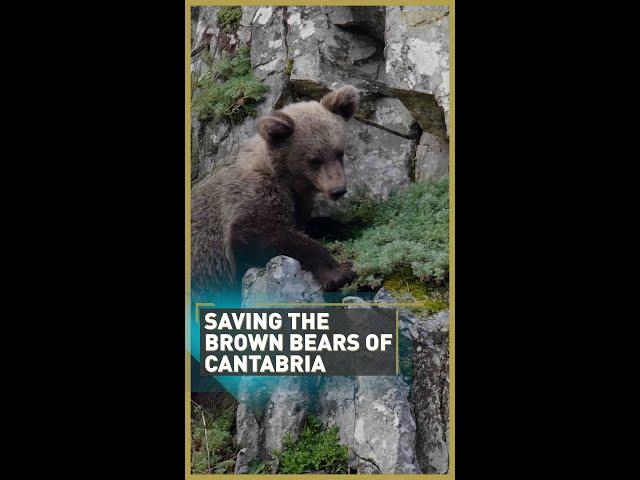 Saving the brown bears of Cantabria