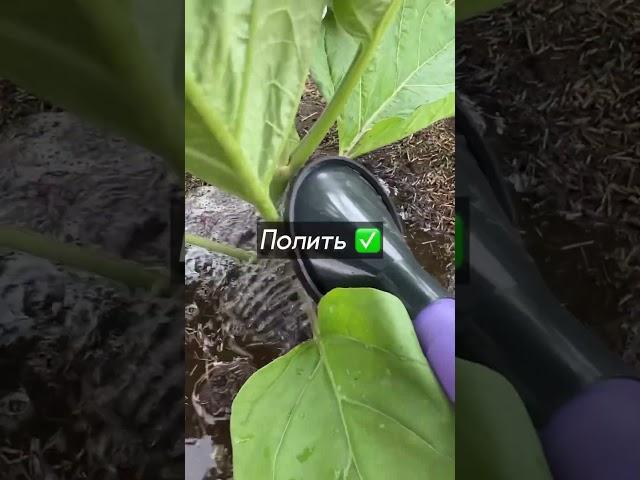 РАБОТА В ТЕПЛИЦЕ. #теплица #сад #огород #дача #урожай #семена #рассада