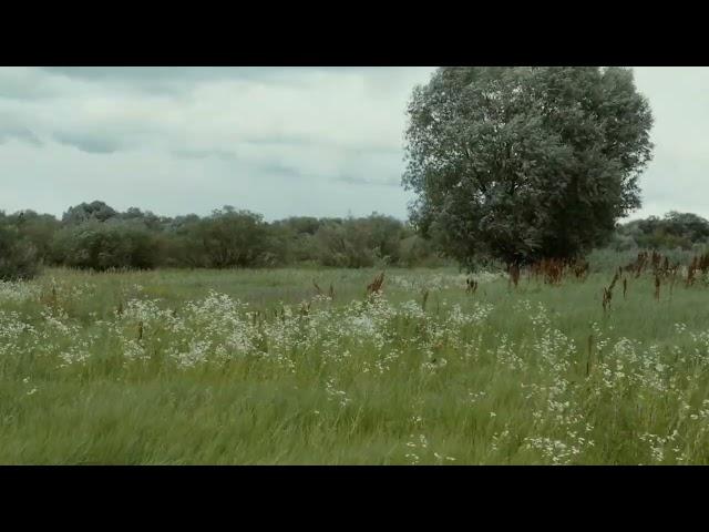 Розповідь вітру.Міра Шентюрк. Story of the Wind. Mira Şentürk.