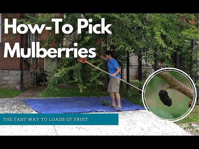 How-To Pick Mulberries