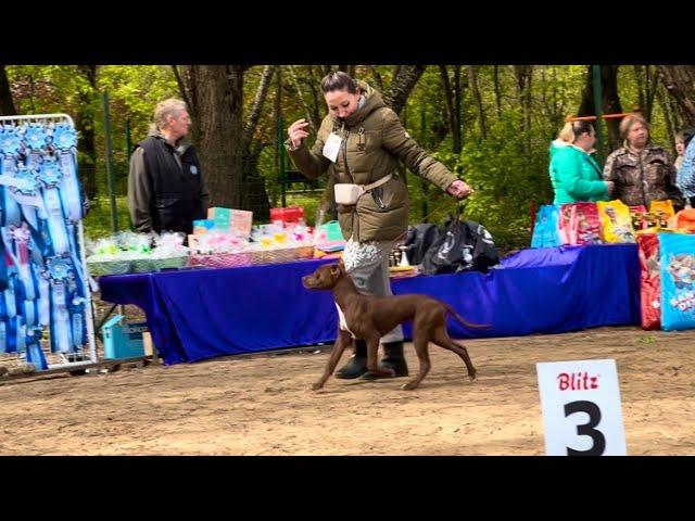 ДЕБЮТ…ПЕРВАЯ ВЫСТАВКА «СКОР» ПИТБУЛЬ МИЛЕДИ…СОБАКА ПОРОДЫ«PIT MONSTER» СТОИМОСТЬЮ 20.000$…#grafbalas