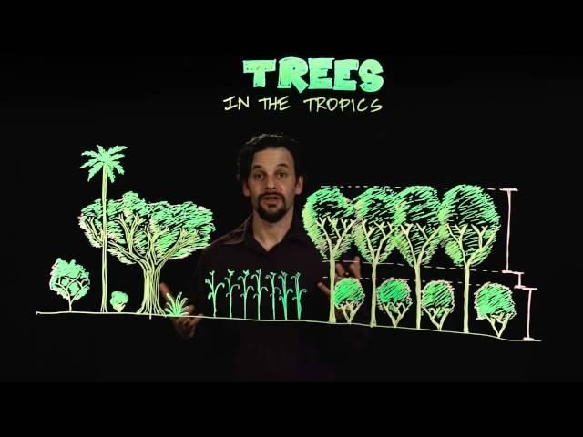 Permaculture Trees in the Tropics