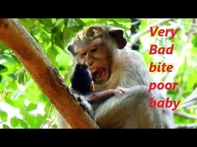 Very Bad Action Monkey CASI Seriously Bite Poor Baby CALVIN | Calvin Cry Break Sound |Sounds Monkey