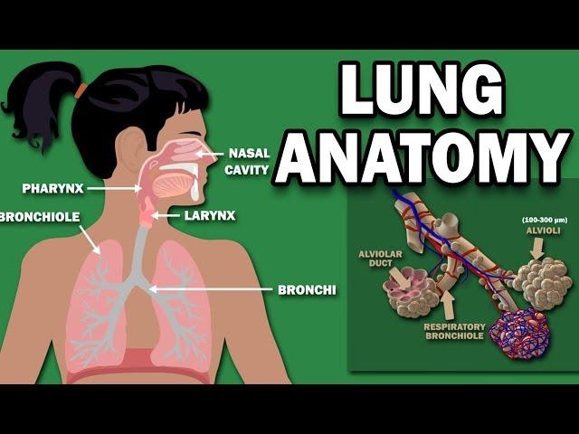 ANATOMY OF THE LUNGS