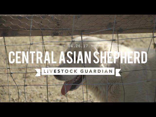 CENTRAL ASIAN SHEPHERDS THE ULTIMATE LIVE STOCK GUARDIAN