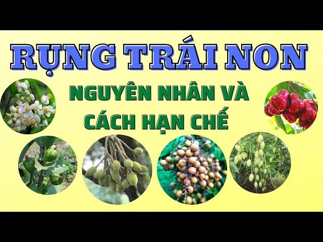 Tại sao cây rụng trái non | Hạn chế rụng trái non trên cây ăn trái | Chặn đọt hạn chế rụng trái