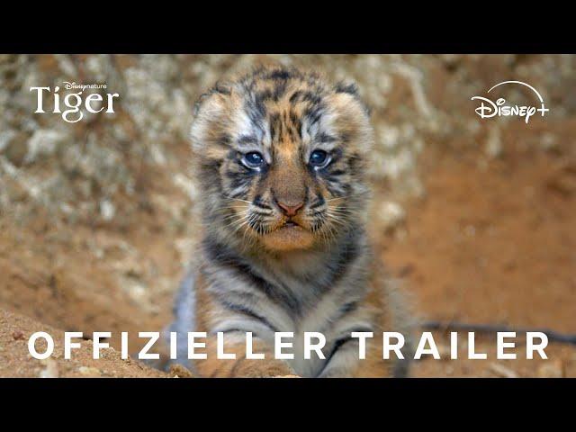 Disneynature's Tiger I Jetzt exklusiv streamen I Disney+