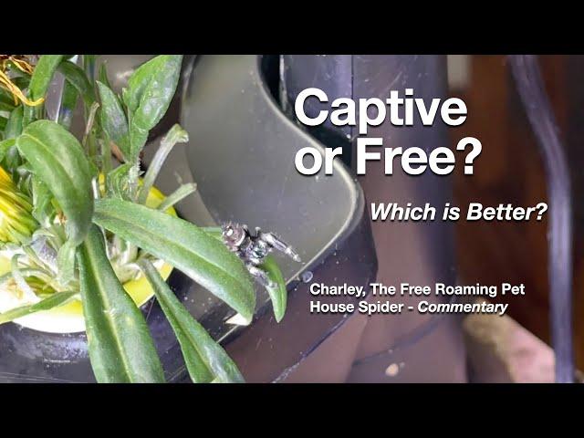 Charley The Free Roaming Jumping Spider - commentary