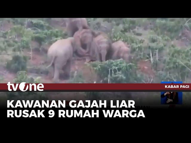 Kawanan Gajah Liar Masuk Permukiman di Lampung | Kabar Pagi tvOne