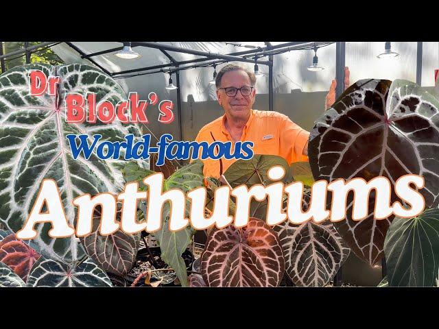 Dr Block's Anthuriums | Breeding Philosophy and Desirable Physical Traits