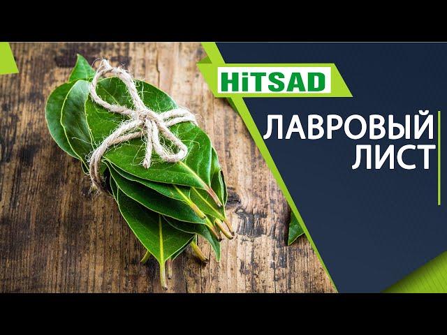 Чем вреден лавровый лист  Полезные свойства лаврового листа 