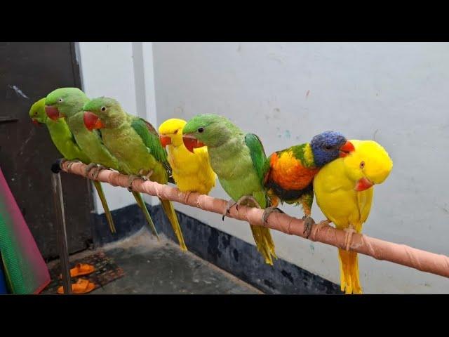 Funny ringneck parrot videos