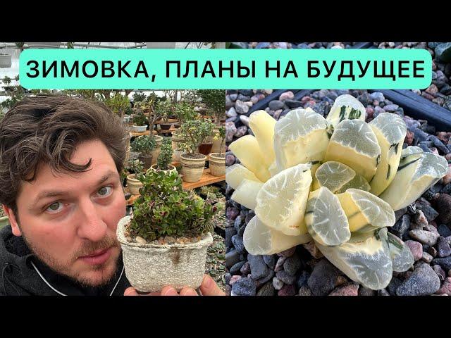 Кактусы и суккуленты зимой планы на будущее