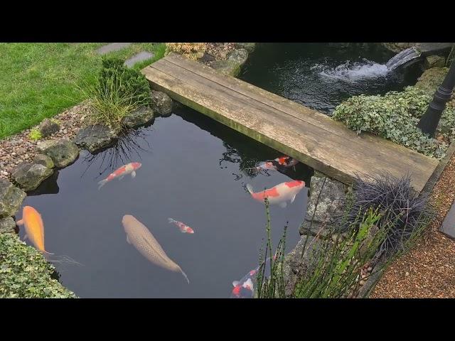 Christmas Eve at the Koi Pond, Merry Christmas 