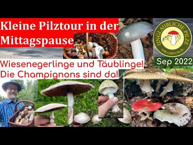 Kleine Pilztour in der Mittagspause - Wiesenchampignons & tolle Täublinge - Pilztraum im Sept 2022