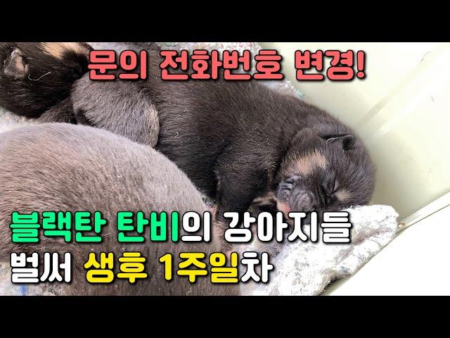 어느덧 태어난지 1주일째를 맞이한 진돗개 블랙탄 탄비의 아이들