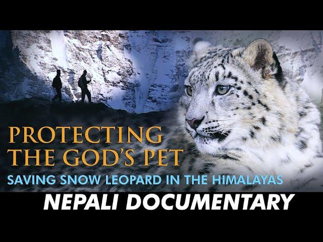 Protecting the God's Pet: Saving Snow Leopards in the Himalayas