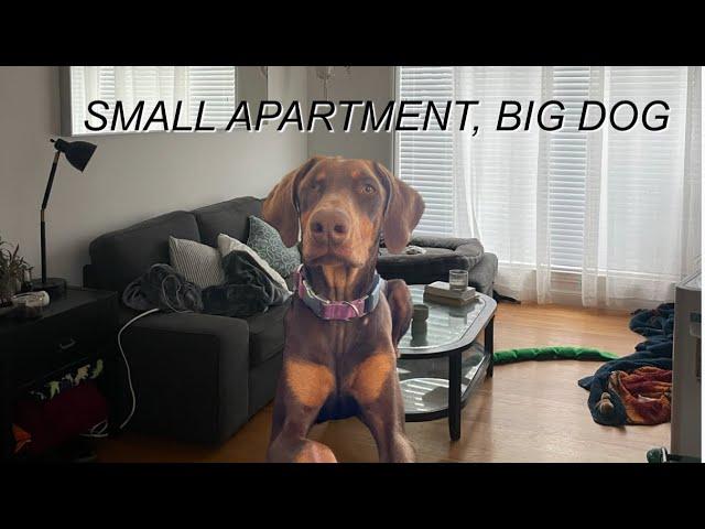 LIVING IN A TINY APARTMENT WITH A DOBERMAN