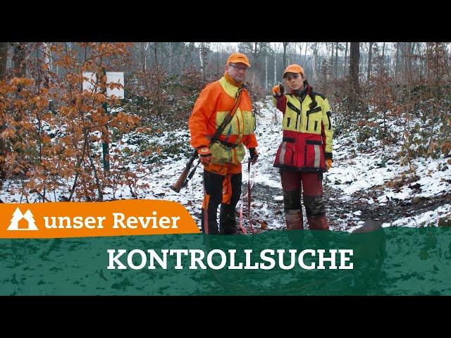 Kontrollsuche auf Schwarzwild I Nachsuche I Drückjagd im uJ-Testrevier I unser Revier / #16